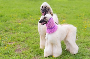 Yeşil parkta uzun saçlı tazı