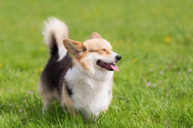 Corgi köpek fotoğrafı. Köpek portre