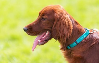 Bir İrlandalı Setter köpek portre fotoğraf