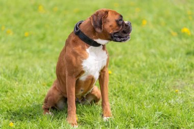 Parkta bir Boxer köpek portresi