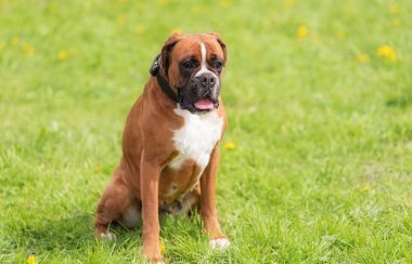Parkta bir Boxer köpek portresi