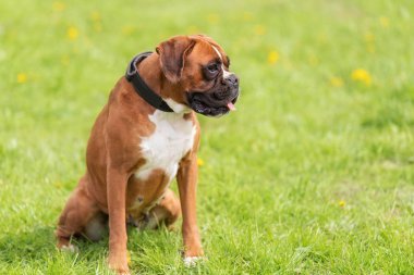 Parkta bir Boxer köpek portresi