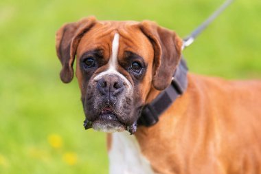 Parkta bir Boxer köpek portresi