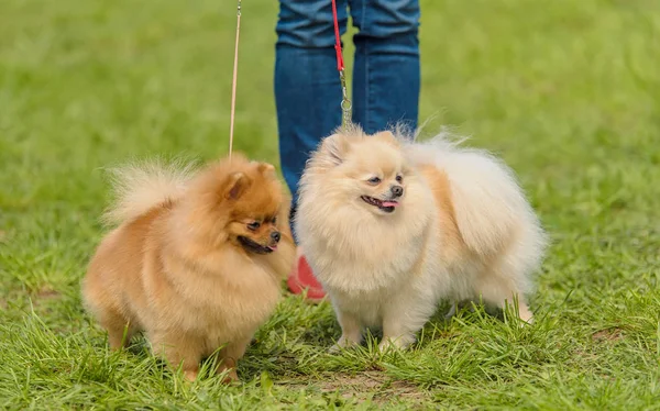 Duitse Spitz Het Park Met Eigenaar — Stockfoto