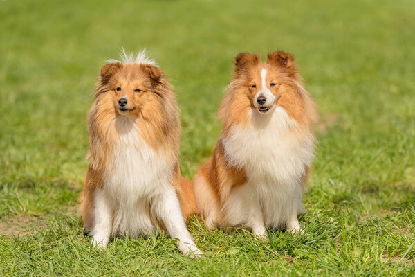 Shetland sheepdog in the park. Dog portrait