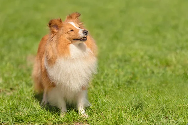 Chien Berger Des Shetland Dans Parc Portrait Chien — Photo