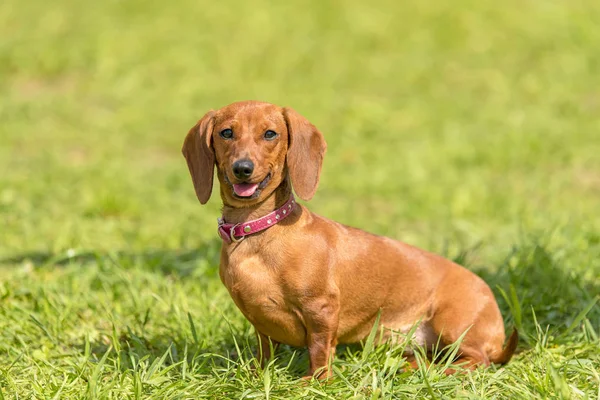 公園内のダックスフント犬の写真 — ストック写真