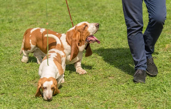 Basset Hound Hundar Parken Med Ägare — Stockfoto