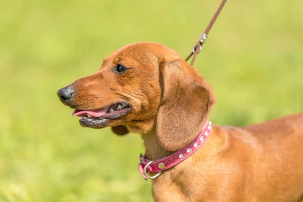 公園内のダックスフント犬の写真 — ストック写真