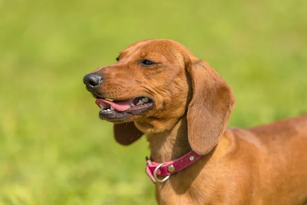 Parkta Bir Daksund Köpek Fotoğrafı — Stok fotoğraf