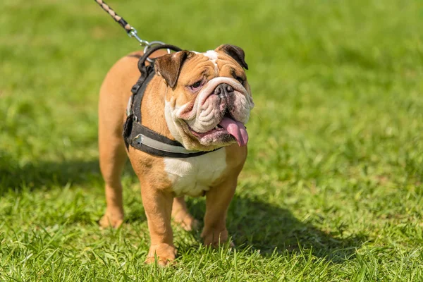 Engels Bulldog Het Groene Park Portret Van Hond — Stockfoto