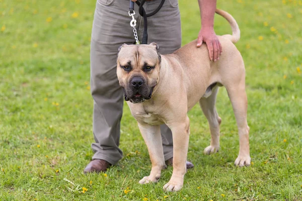 Large Dog Owner Park — Stock Photo, Image