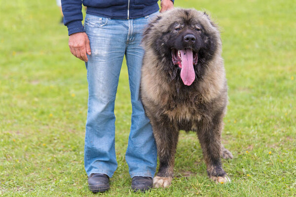Caucasian Shepherd dog in the park with owner