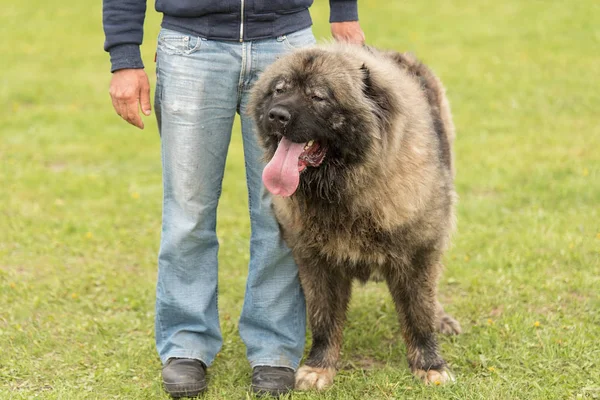Kaukasischer Schäferhund Park Mit Besitzer — Stockfoto