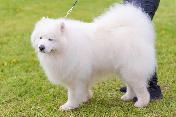 Samoyed Λευκό Σκυλί Στο Καταπράσινο Πάρκο — Φωτογραφία Αρχείου