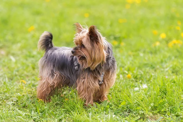 约克郡小猎犬在公园里 狗肖像 — 图库照片