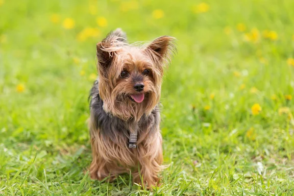 公園でヨークシャー テリア 犬の肖像画 — ストック写真