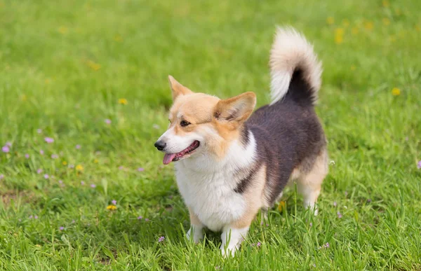 コーギー犬の写真 犬の肖像画 — ストック写真