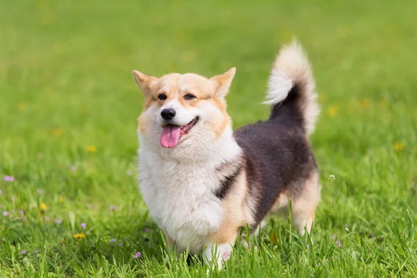 Φωτογραφία Ενός Σκύλου Corgi Πορτραίτο Σκύλου — Φωτογραφία Αρχείου