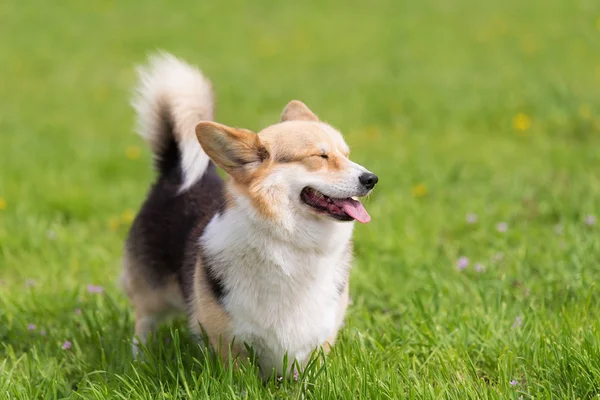 Foto Van Een Hond Van Corgi Portret Van Hond — Stockfoto