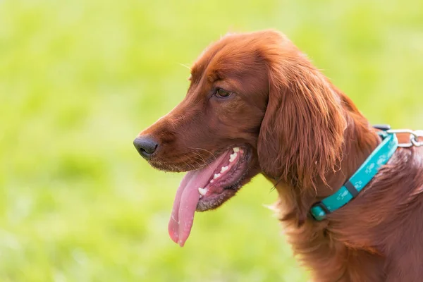 アイリッシュ セッター犬のクローズ アップ写真 — ストック写真