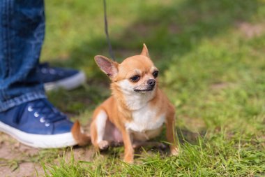 Chihuahua köpek park. Köpek fotoğraf