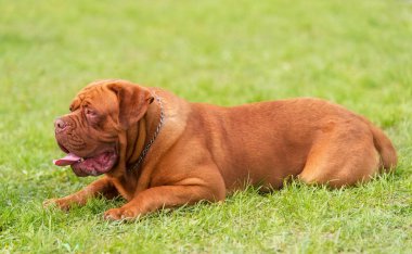 Yeşil parkta Doggue de Bordeaux köpek