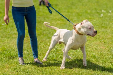 Arjantin köpek sahibi Park ile