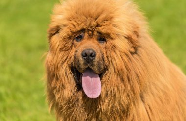 Büyük köpek uyumak yeşil park