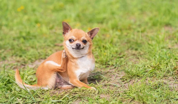 Cane Chihuahua Nel Parco Foto Cane — Foto Stock