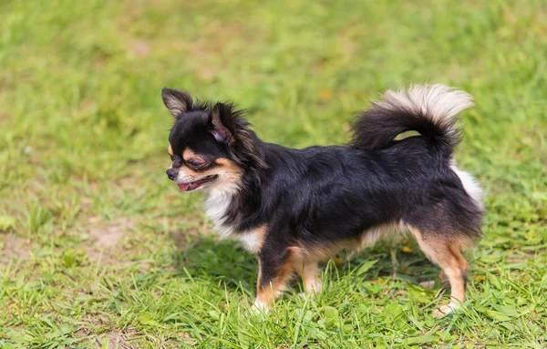 Chihuahua Psa Parku Pes Fotografie — Stock fotografie