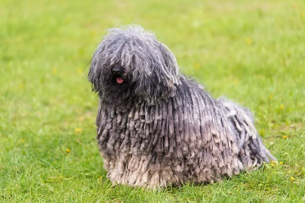 Cão Puli Húngaro Cinzento Parque Verde — Fotografia de Stock