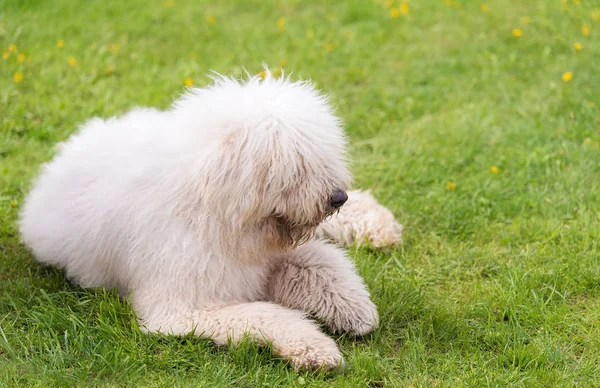 Cães Komondor Húngaros Parque Retrato Cão — Fotografia de Stock