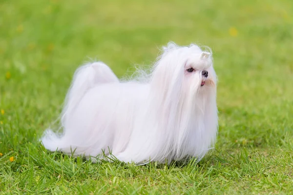 Maltese Dog Green Park Dog Portrait — Stock Photo, Image