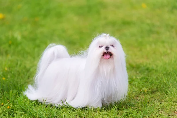 Cane Maltese Nel Parco Verde Ritratto Cane — Foto Stock