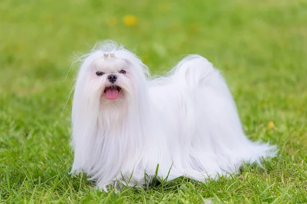 Maltesiska Dog Den Gröna Parken Hund Porträtt — Stockfoto