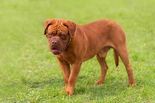 Pies Doggue Bordeaux Zielonym Parku — Zdjęcie stockowe