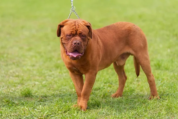 Doggue Bordeaux Hund Den Gröna Parken — Stockfoto