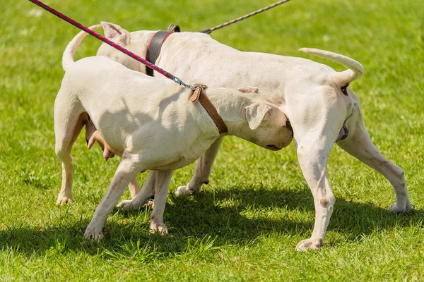 Two Argentine Dogs Get Acquainted Park — Stock Photo, Image
