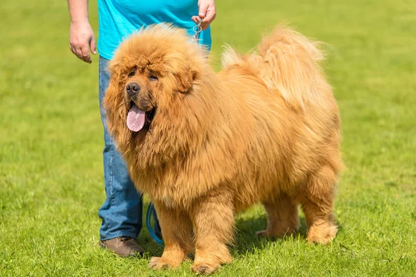 緑豊かな公園で大型犬まぜこぜ — ストック写真