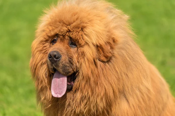 Gran Perro Chow Chow Parque Verde — Foto de Stock