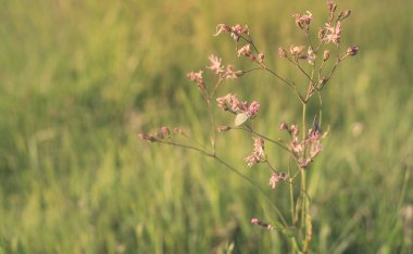 Kır çiçekleri alanında portre fotoğrafı