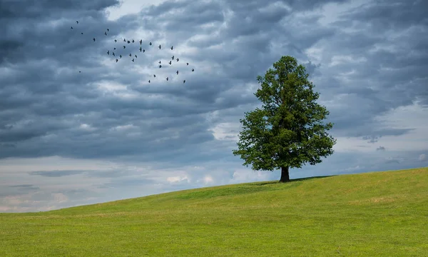 Ensamt Träd Det Gröna Fältet Molniga Himlen — Stockfoto