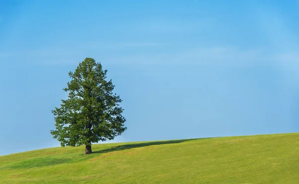 Ensamt Träd Det Gröna Fältet Över Den Blå Himlen — Stockfoto