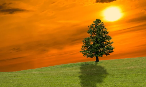 Albero Solitario Sul Campo Verde Fantasy Foto — Foto Stock