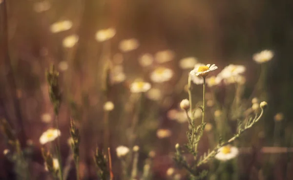 Närbild Foto Kamomill Blommor Fältet — Stockfoto