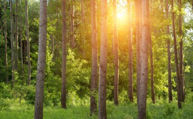 Yaz aylarında yeşil orman