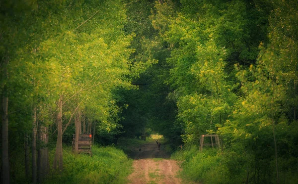 Wild Animals Dark Forest Nature Photo — Stock Photo, Image