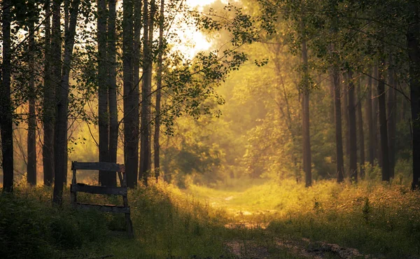 森林風景夏の日 — ストック写真