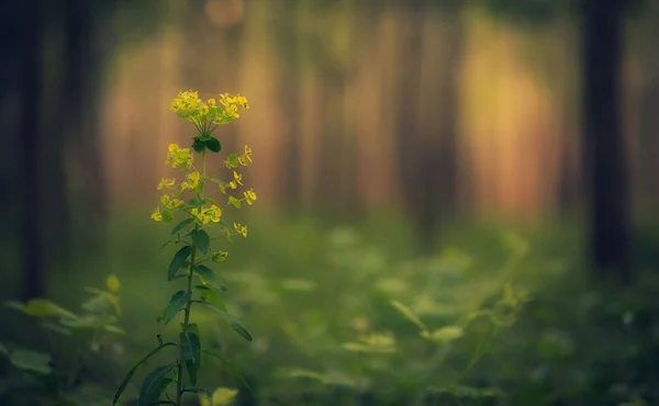 在模糊的森林上美丽的黄色野花 — 图库照片